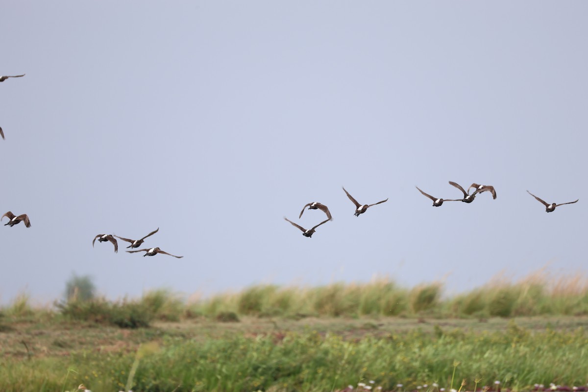 White-backed Duck - ML647281269