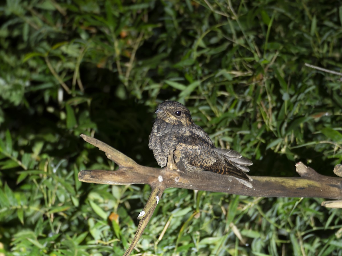 Chotacabras Yotaka - ML647281271