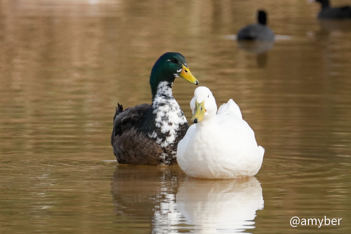 Ánade Azulón (variedad doméstica) - ML647281272