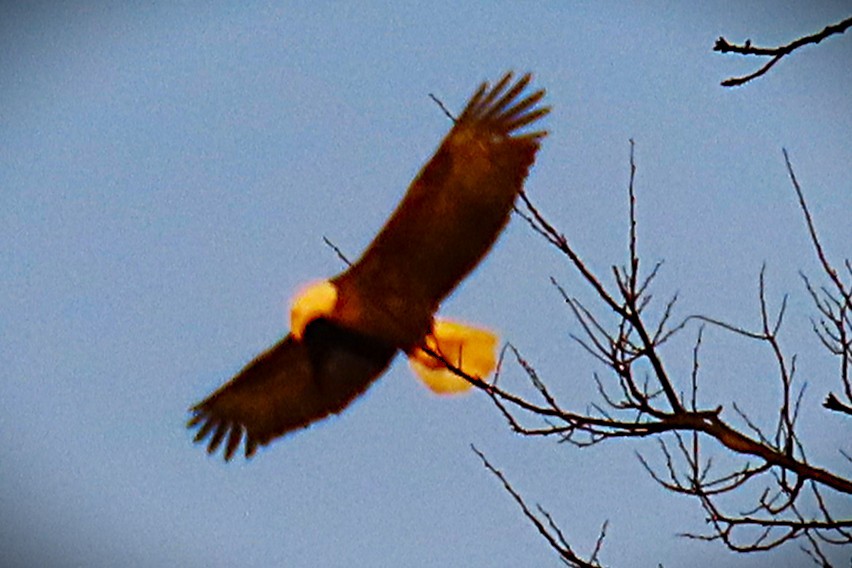 Pigargo Americano - ML647281273