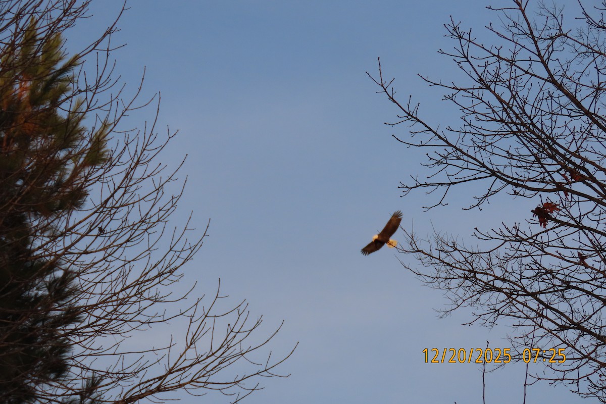 Pigargo Americano - ML647281274