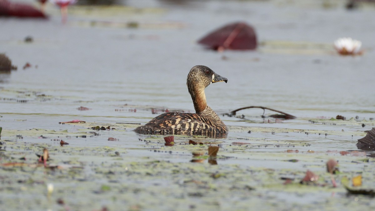 Pato Dorsiblanco - ML647281275