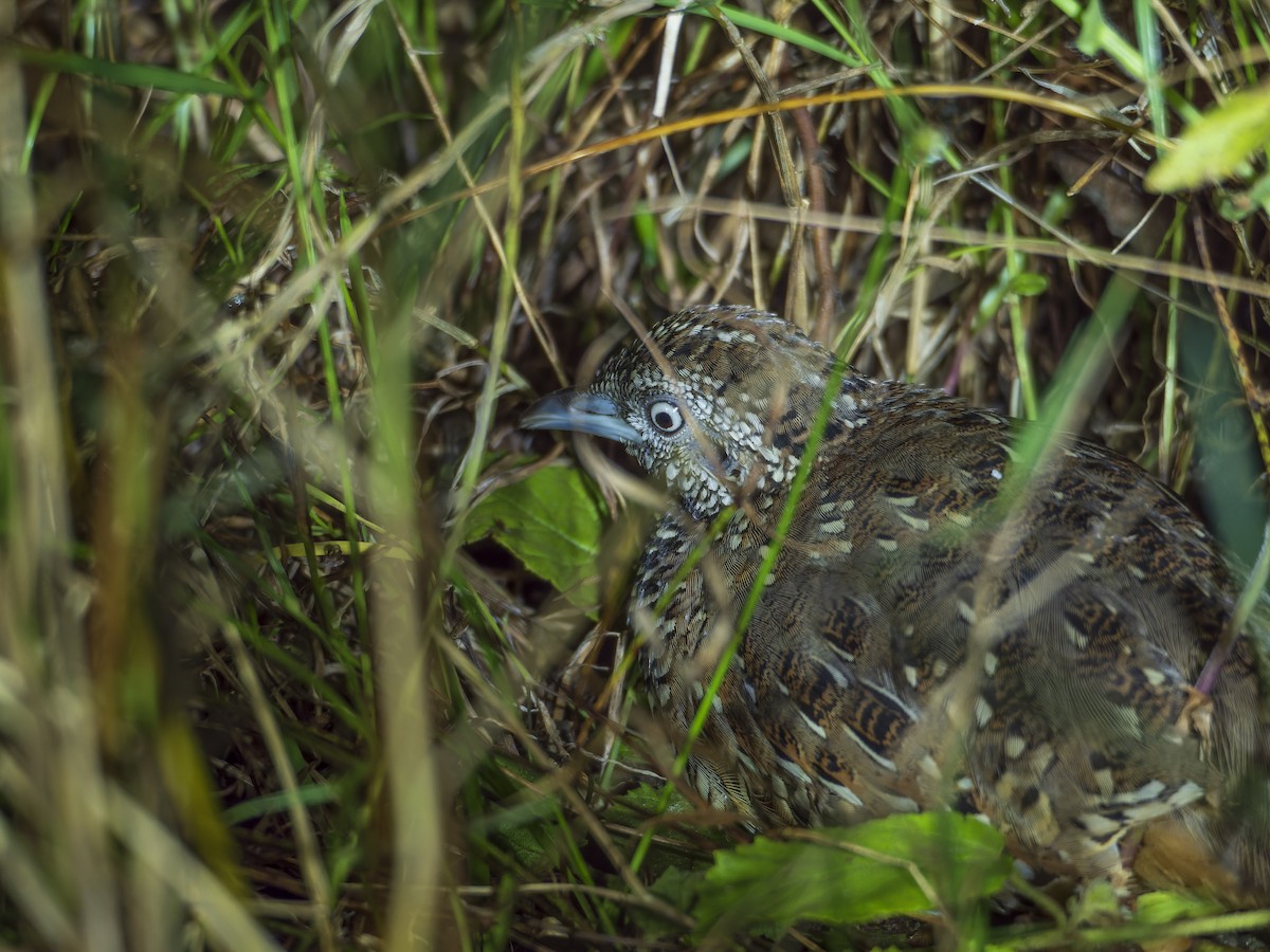 Torillo Batallador - ML647281276