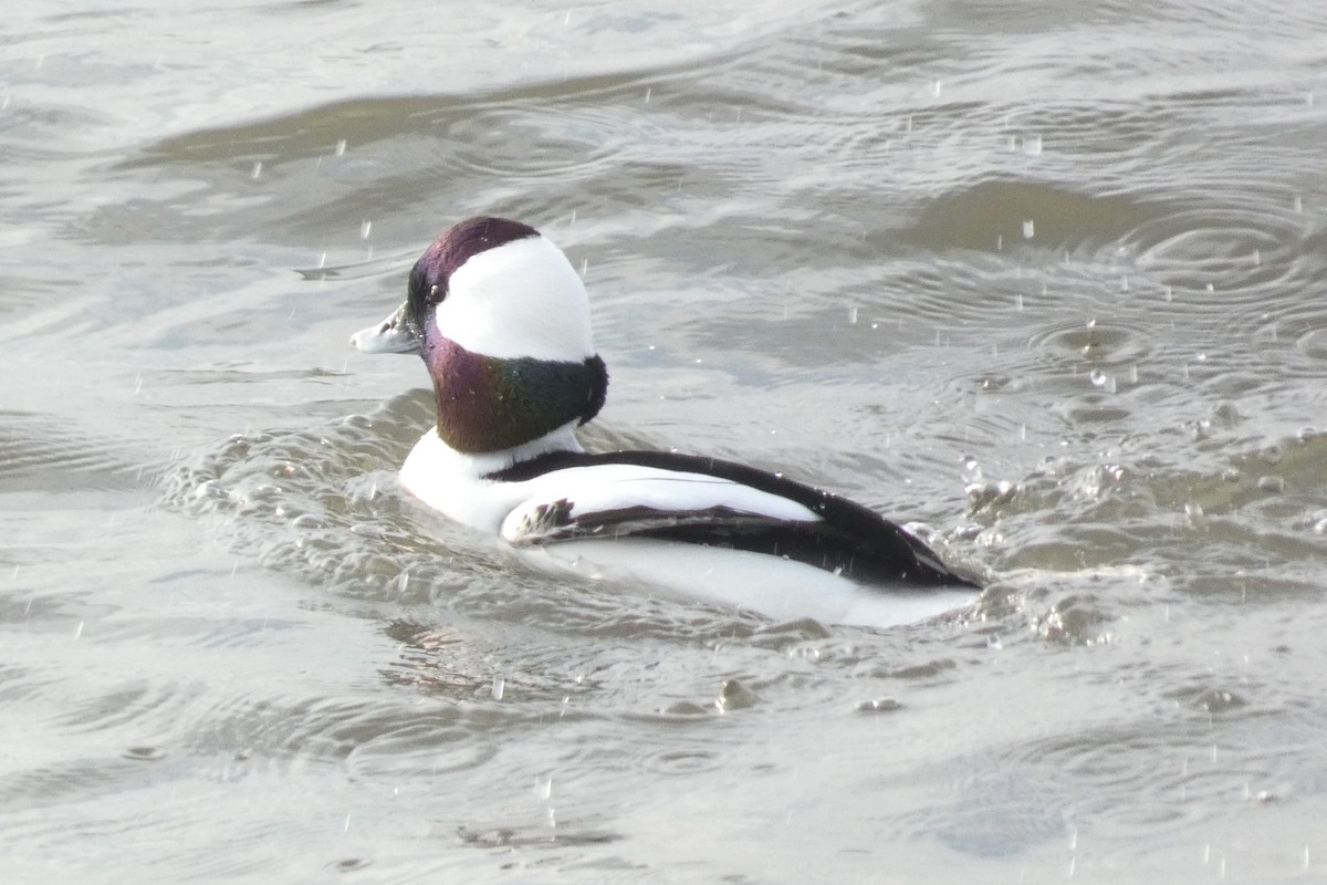 Porrón Albeola - ML647281277