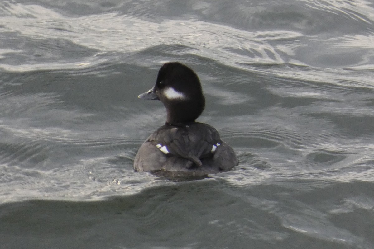 Porrón Albeola - ML647281278