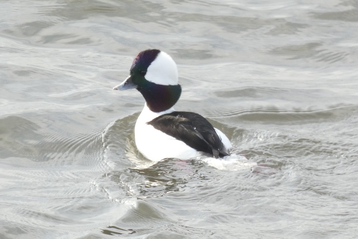 Porrón Albeola - ML647281279