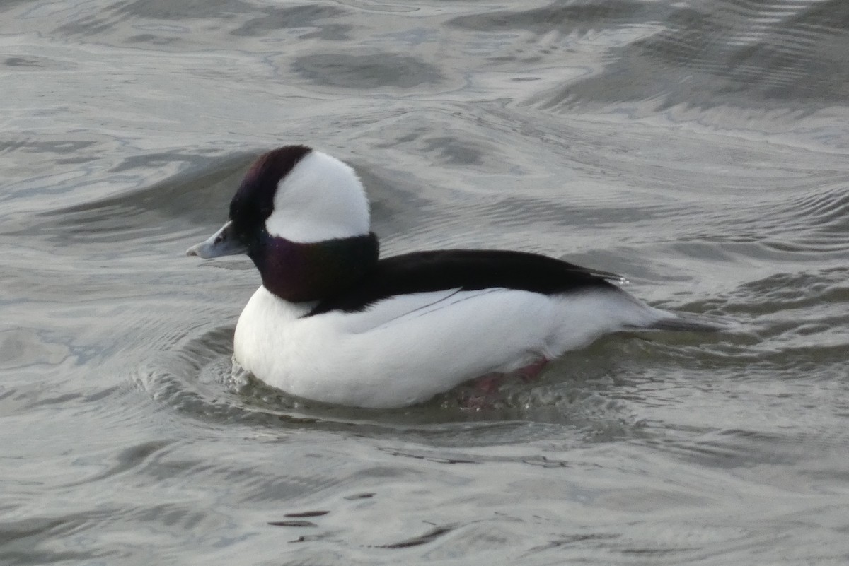 Porrón Albeola - ML647281280