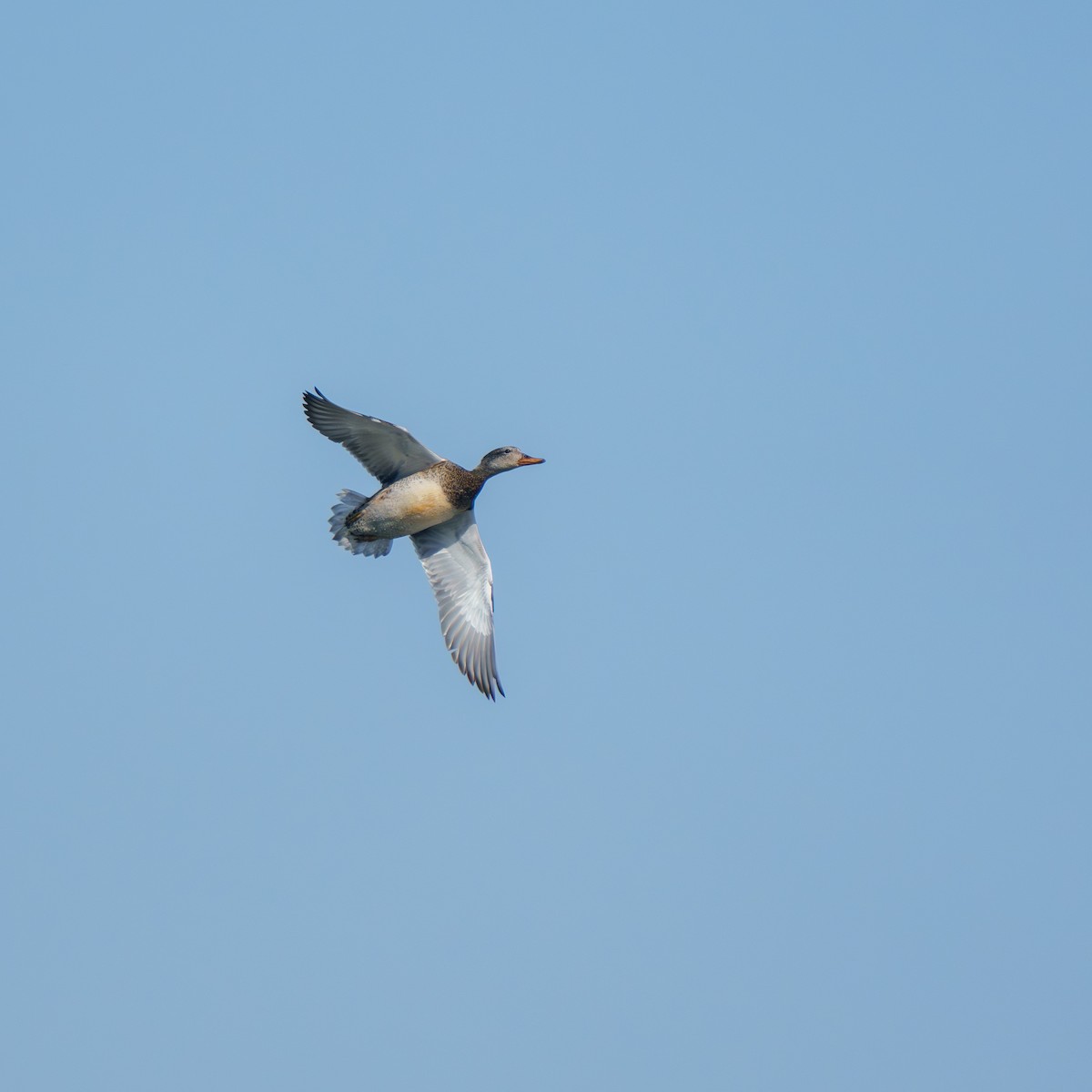 Ánade Friso - ML647281281