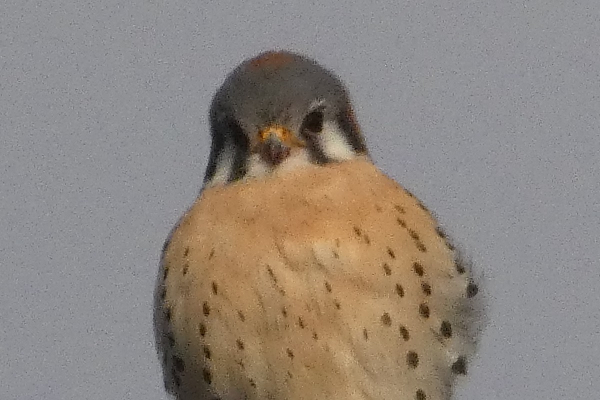 Cernícalo Americano - ML647281284