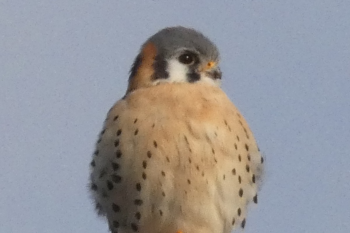 Cernícalo Americano - ML647281285