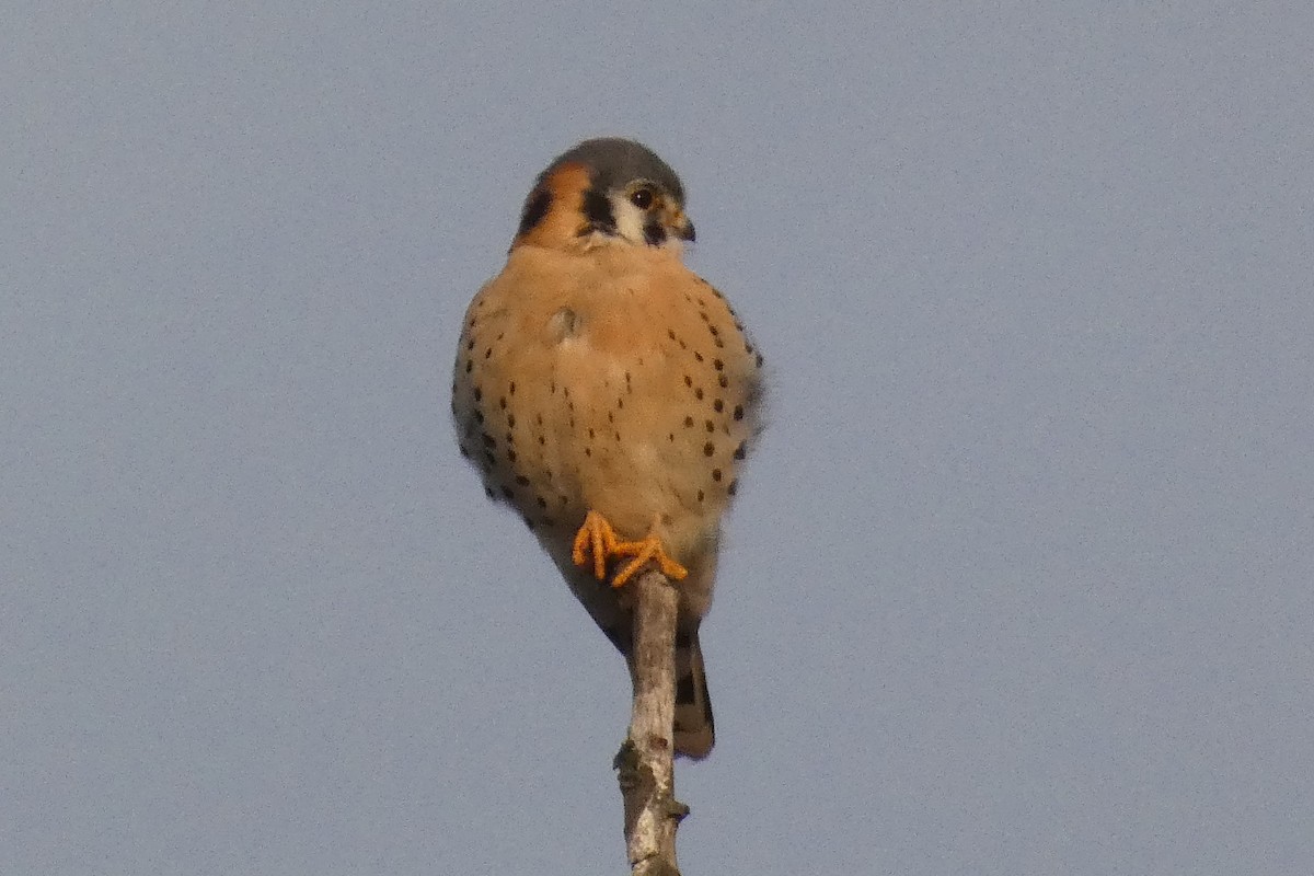 Cernícalo Americano - ML647281286