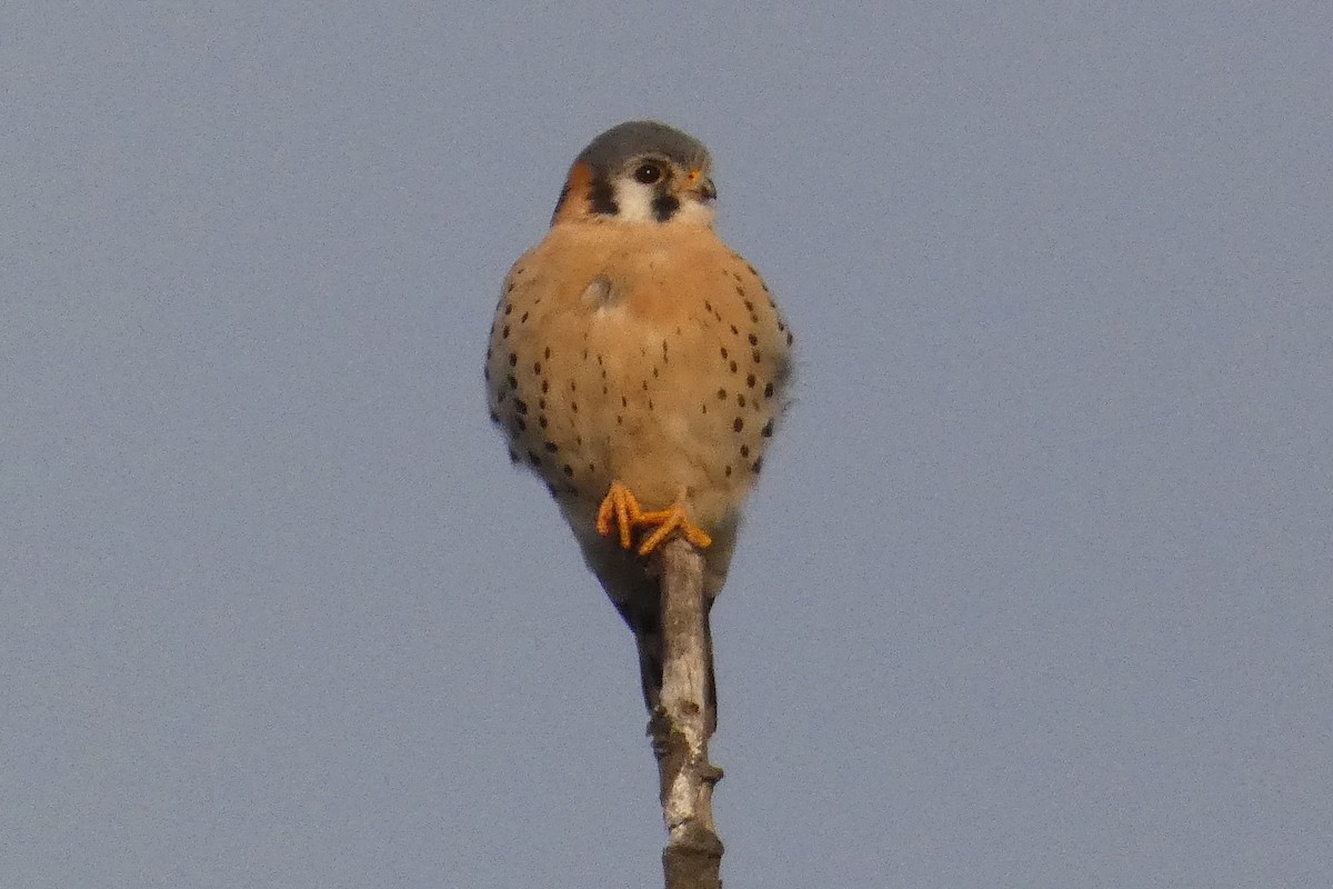 Cernícalo Americano - ML647281288