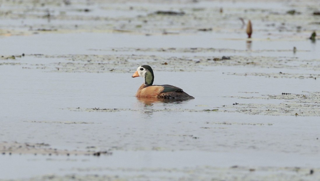 Gansito Africano - ML647281289