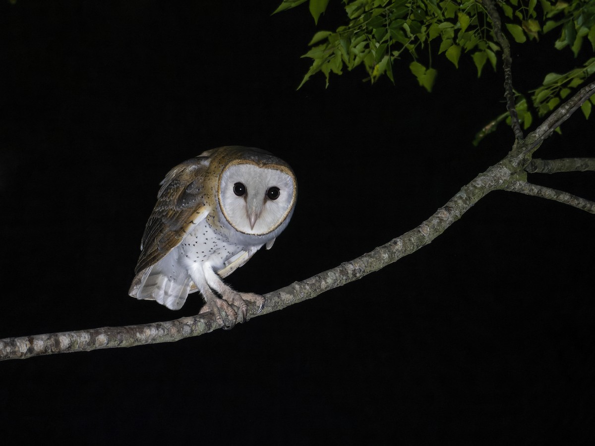 Lechuza Común Oriental - ML647281290