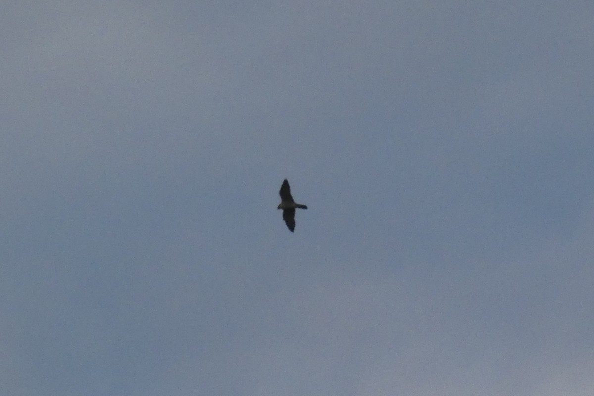 Halcón Peregrino - ML647281291