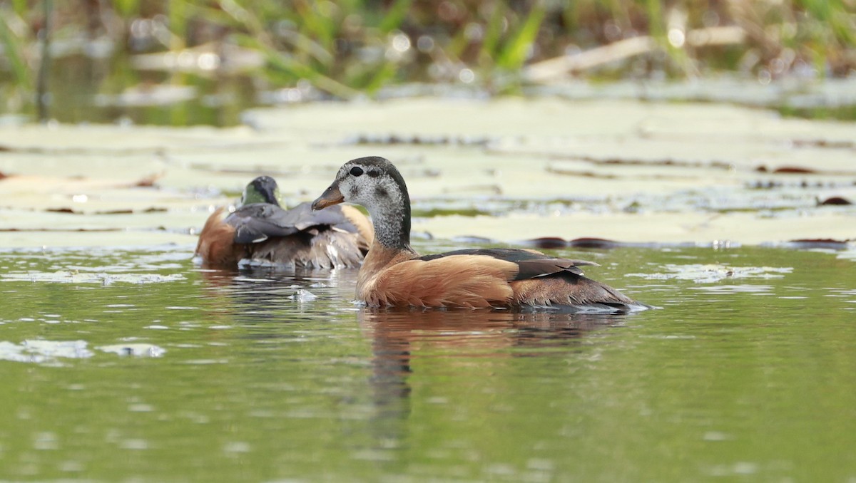 Gansito Africano - ML647281295
