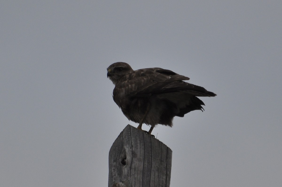 Busardo Ratonero - ML647281297