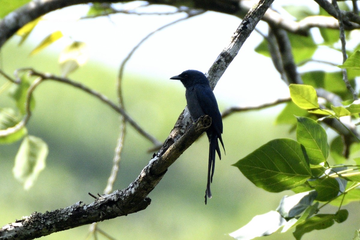 Drongo Cenizo - ML647281300