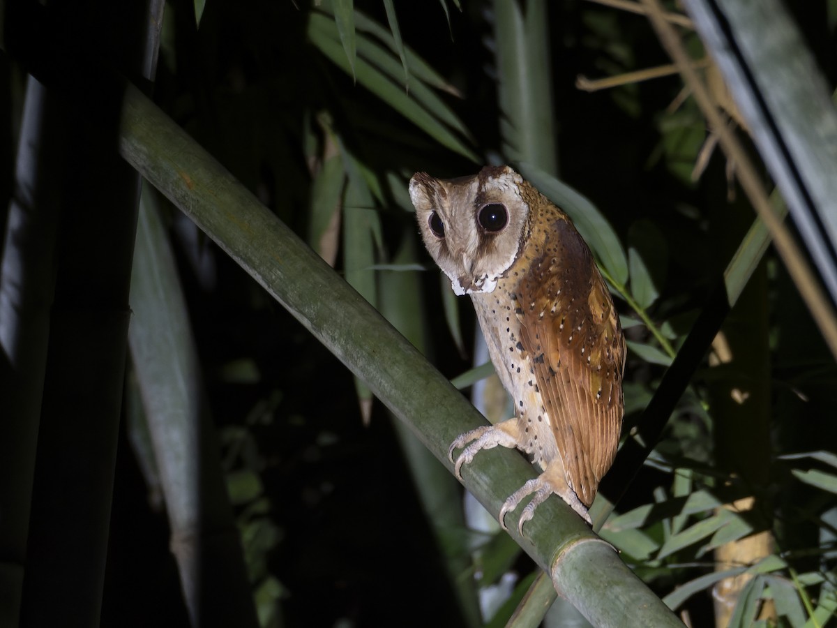 Lechuza Cornuda Oriental - ML647281301