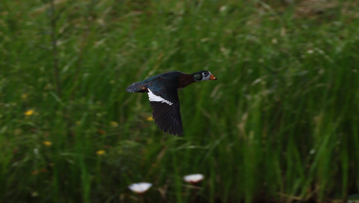 Gansito Africano - ML647281302