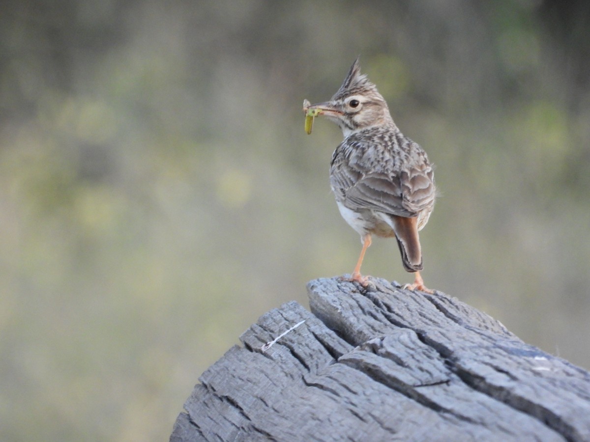 Cogujada Montesina - ML647281303
