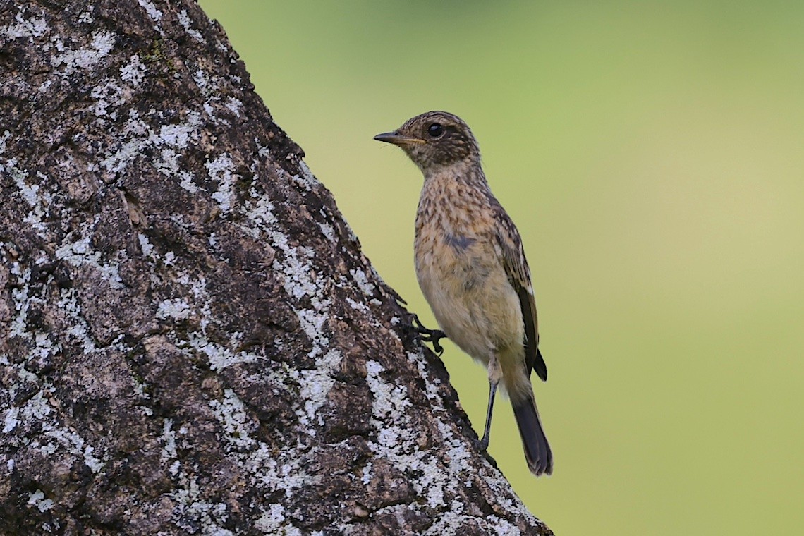 Tarabilla Africana - ML647281305