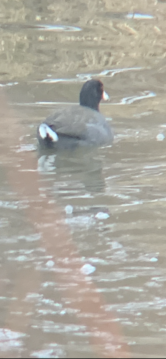 Focha Americana - ML647281309