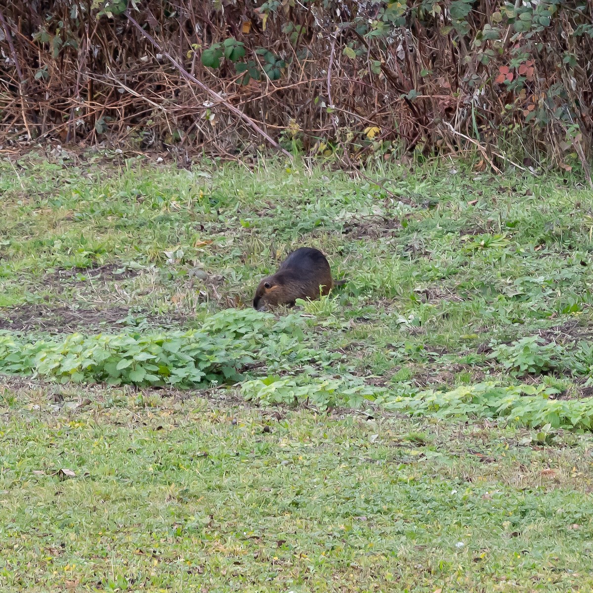 Animals - ML647281313