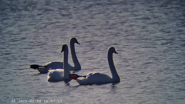 Лебедь-шипун - ML647281315