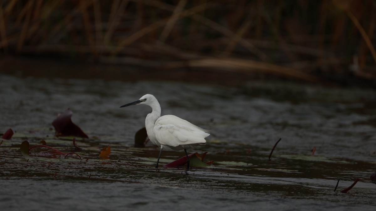Little Egret (Western) - ML647281316