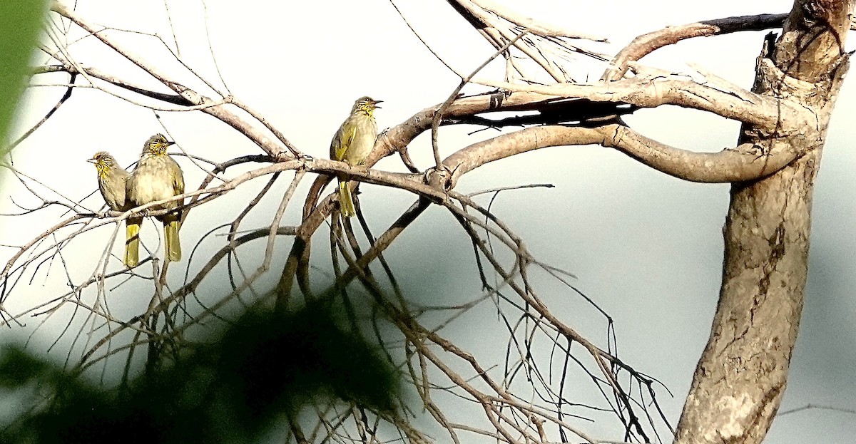 Stripe-throated Bulbul - ML647281317