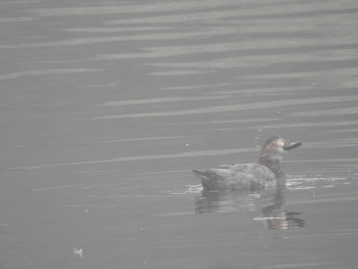 taffeland - ML647281318