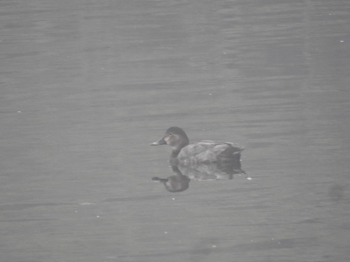 taffeland - ML647281319