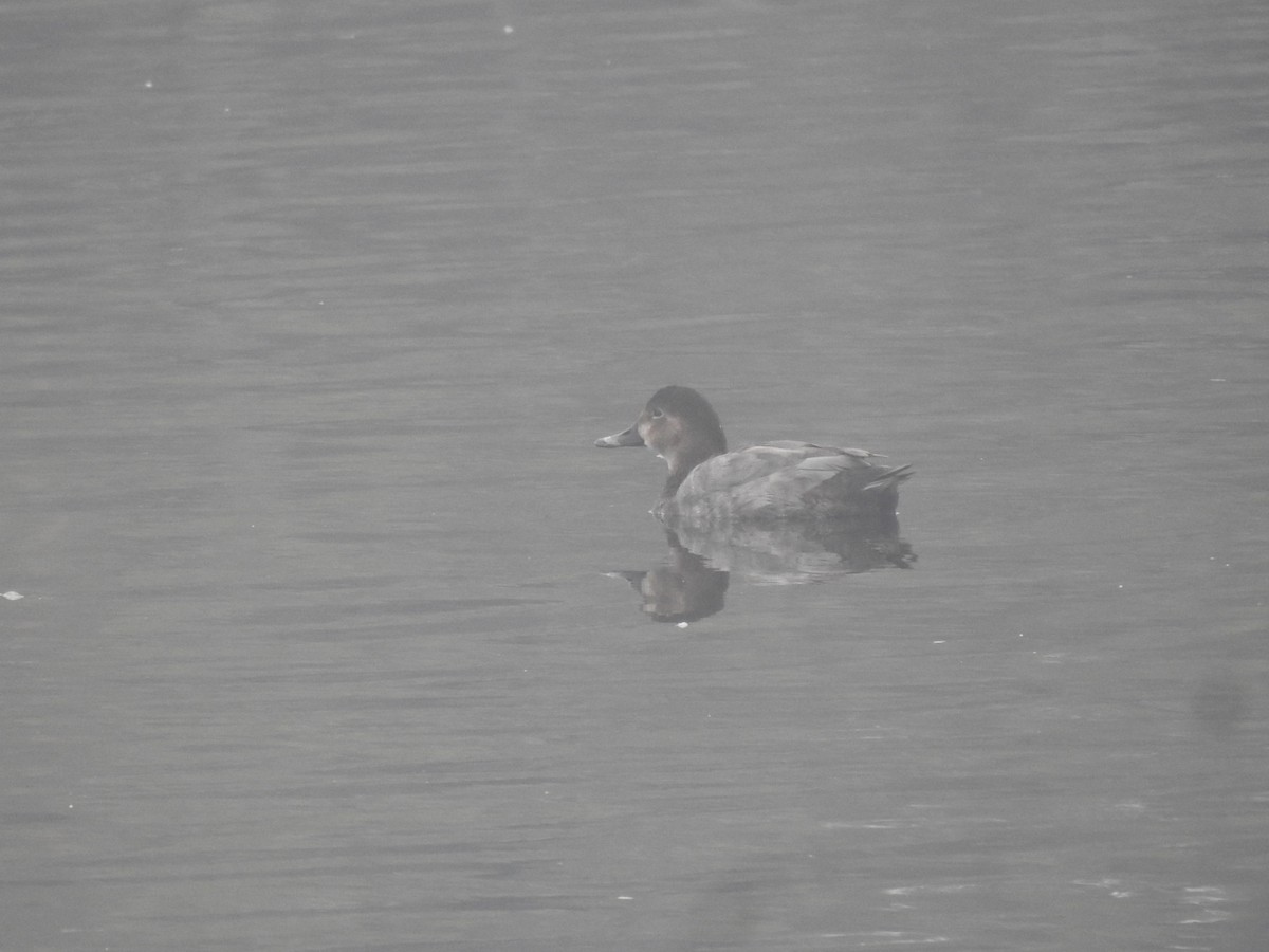 taffeland - ML647281320