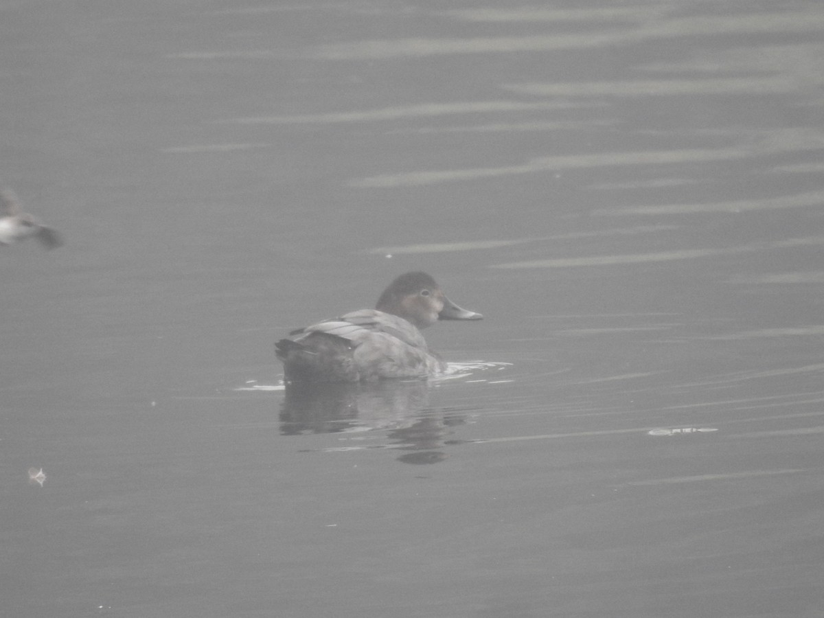 taffeland - ML647281321