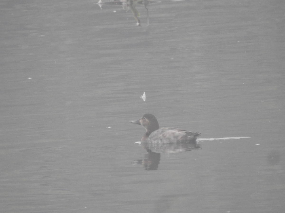 taffeland - ML647281322