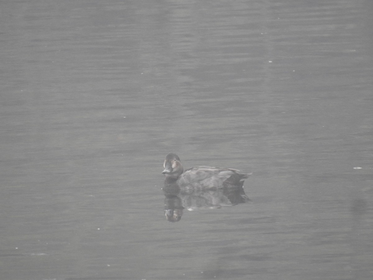 taffeland - ML647281323