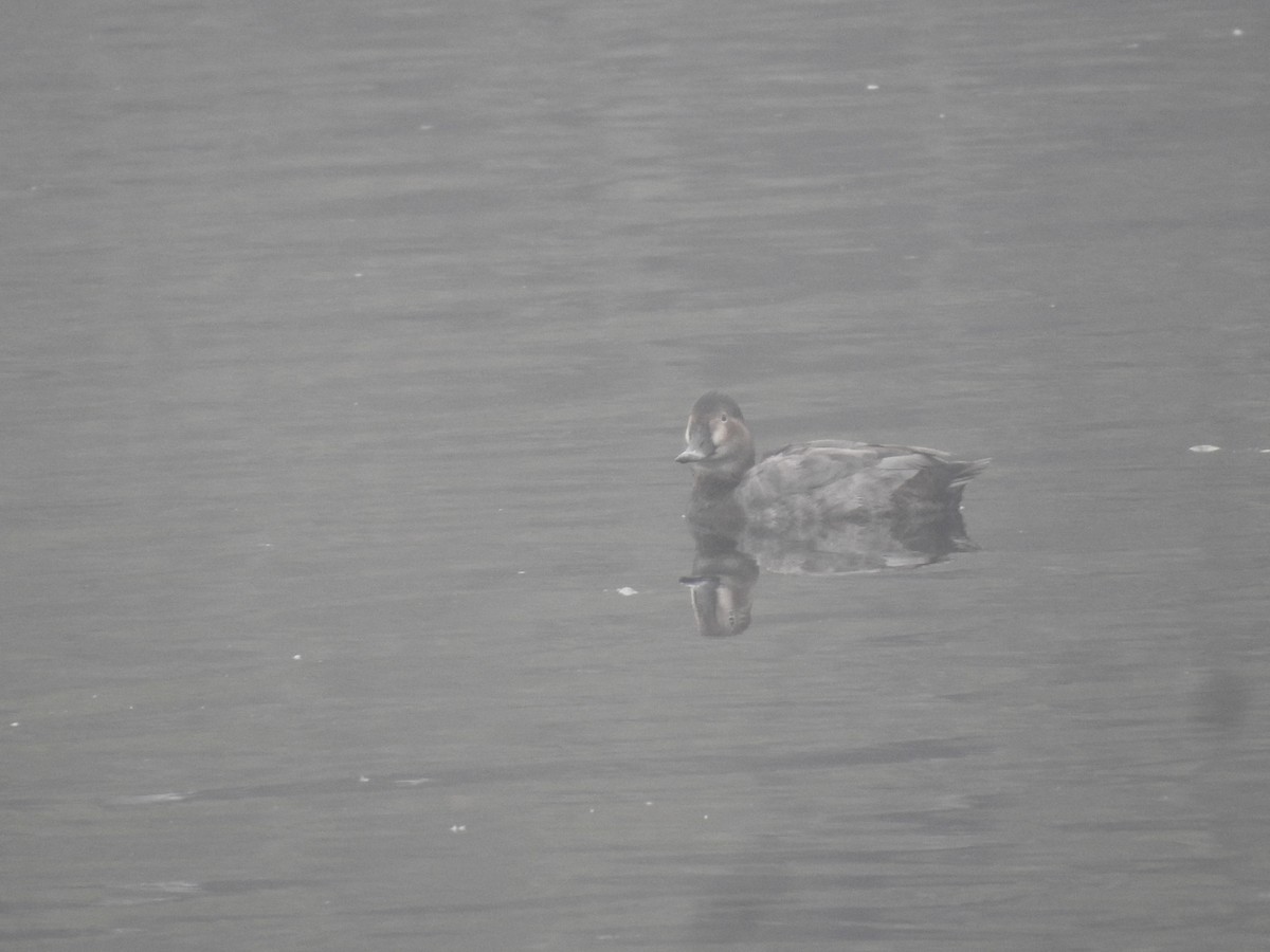 taffeland - ML647281324