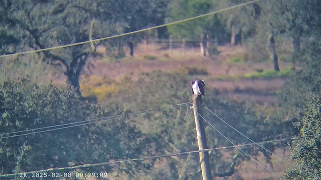 Скопа - ML647281326