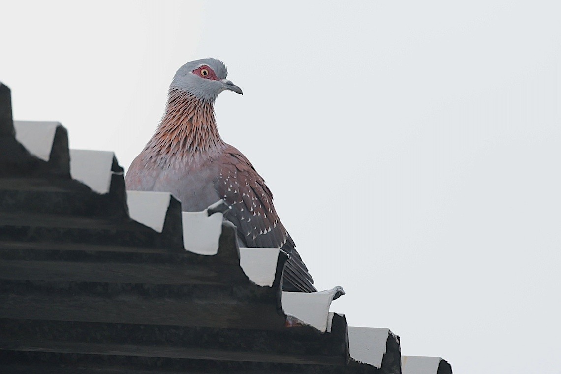 Speckled Pigeon - ML647281327