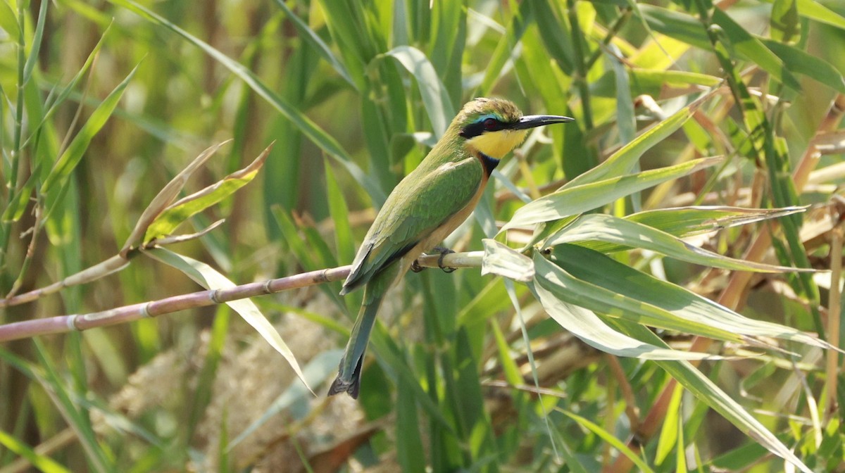 Little Bee-eater - ML647281328