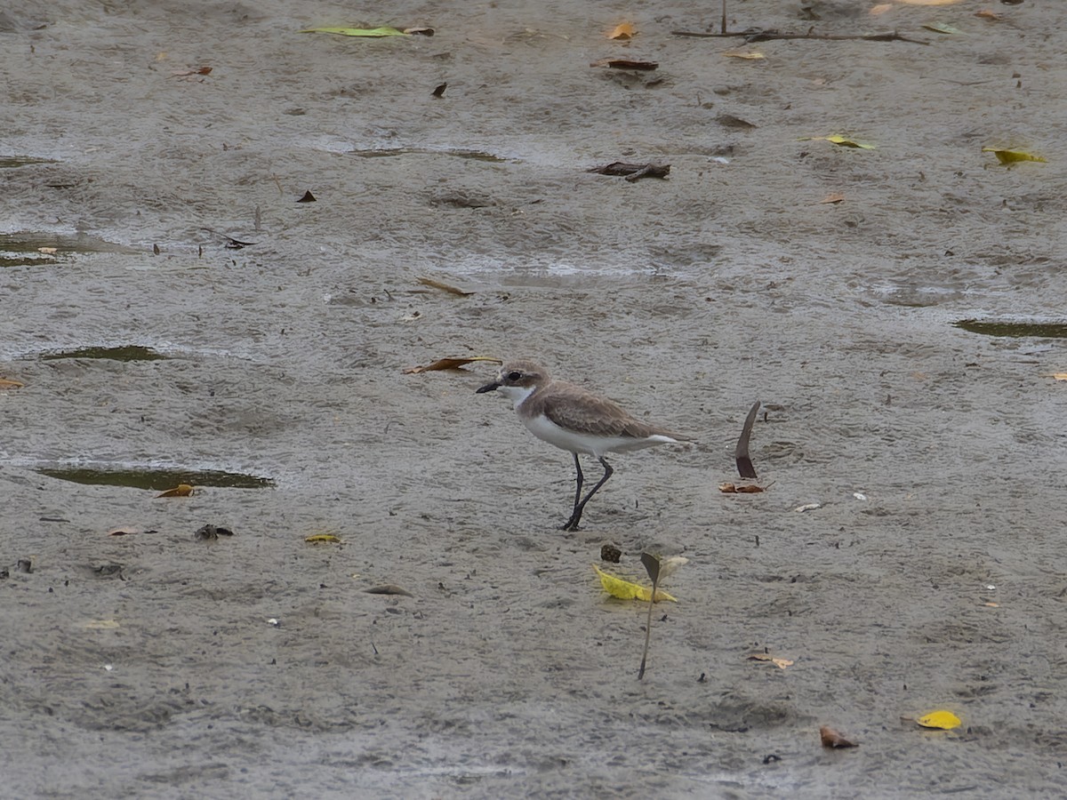 Tibetan Sand-Plover - ML647281329