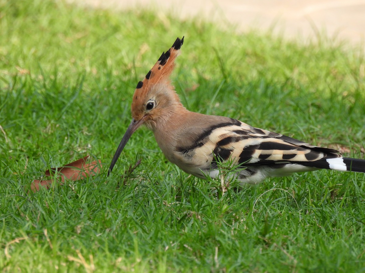 Common Hoopoe - ML647281331
