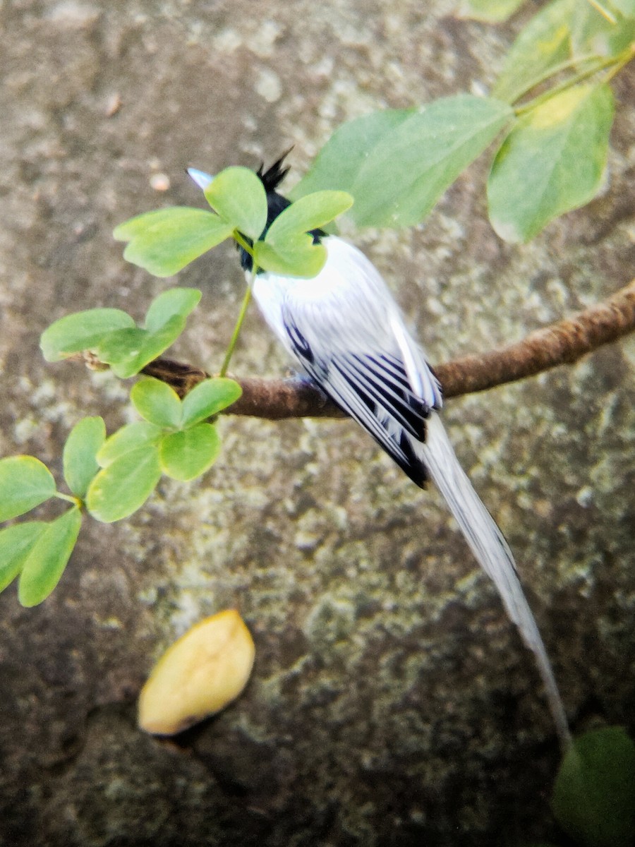Indian Paradise-Flycatcher - ML647281350