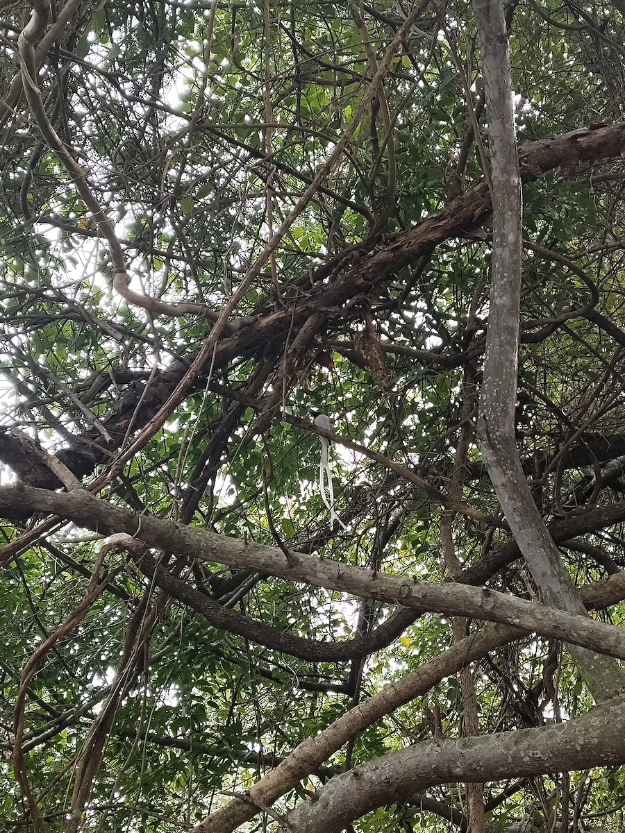 Indian Paradise-Flycatcher - ML647281351