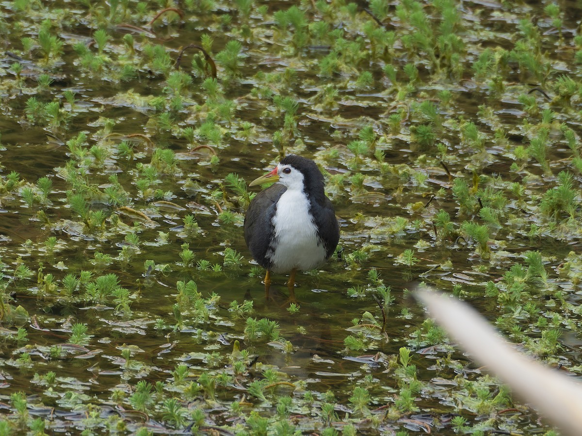 シロハラクイナ - ML647281360