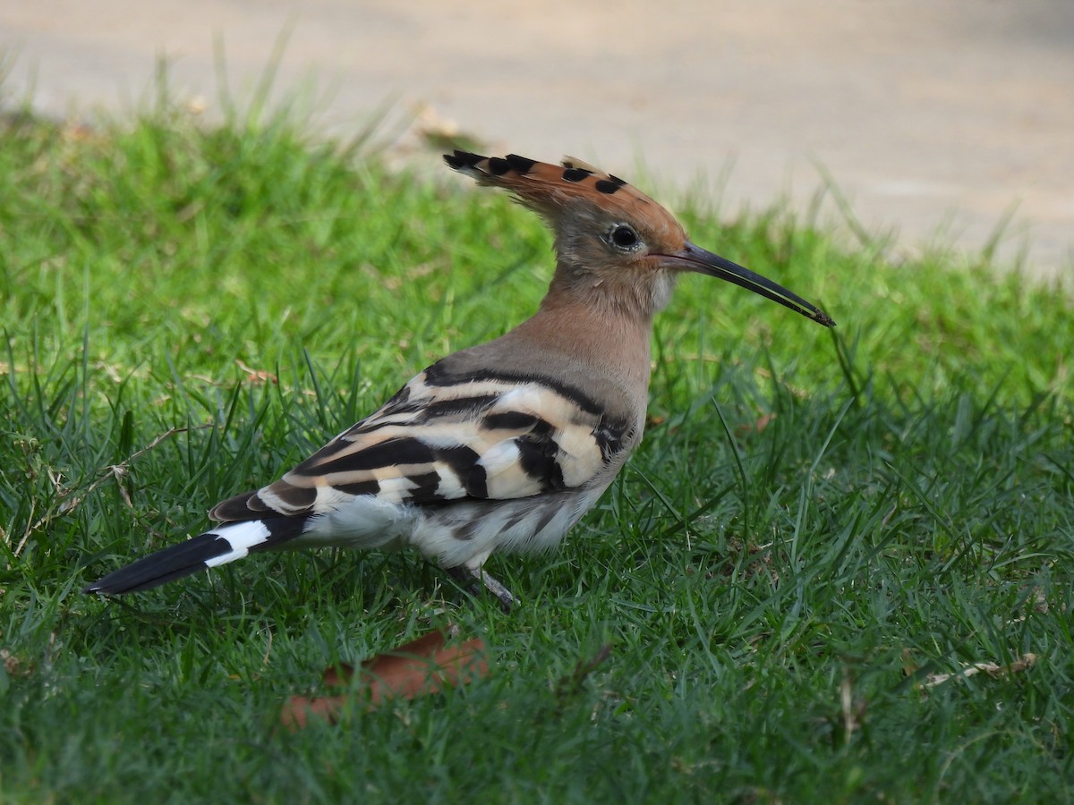 Common Hoopoe - ML647281363