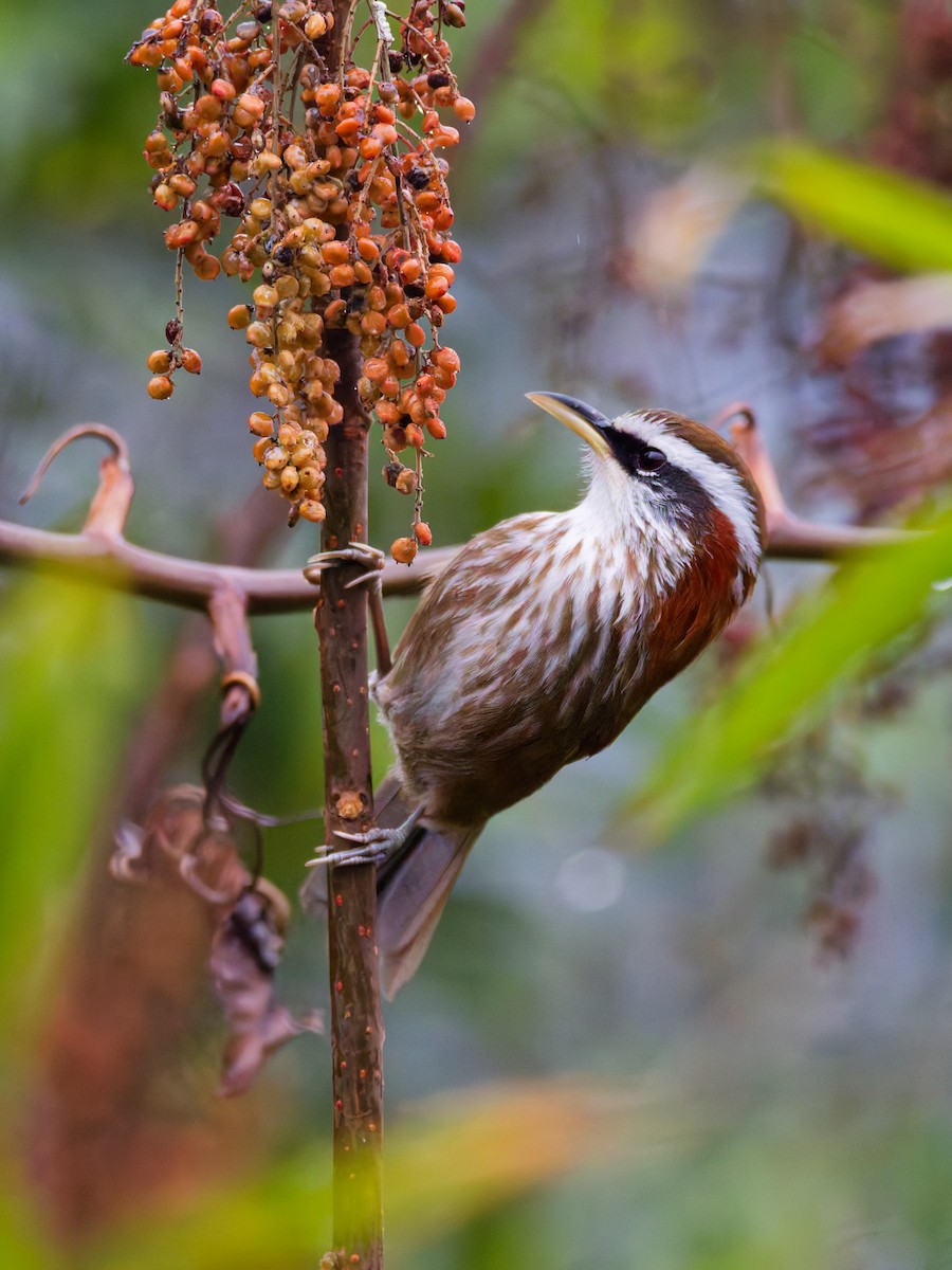 Streak-breasted Scimitar-Babbler - ML647281367