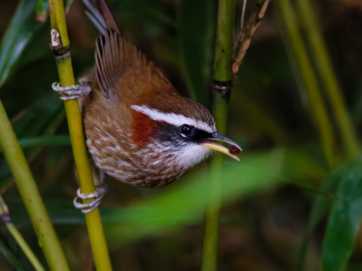 Streak-breasted Scimitar-Babbler - ML647281368