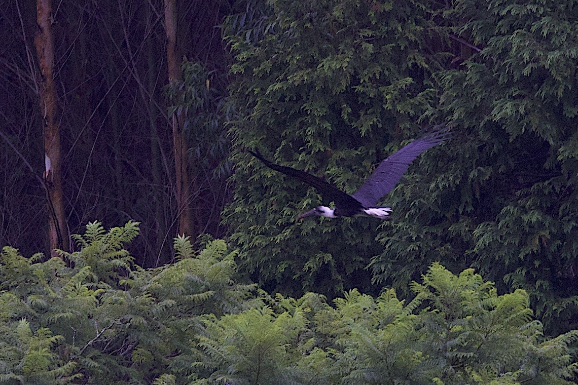 African Woolly-necked Stork - ML647281370